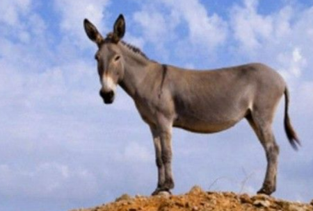 رؤية الحمار الرمادي في المنام للمتزوجة